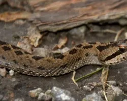 Crotalus triseriatus