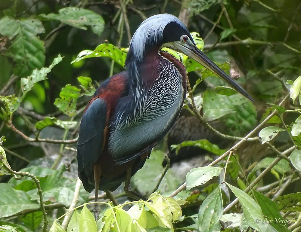 Reserva Pacuare, Limon