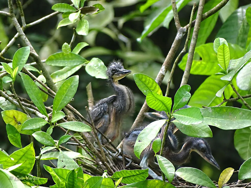 Reserva Pacuare, Limon