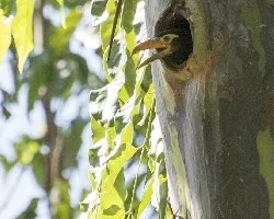Pteroglossus frantzii