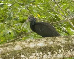 Mesembrinibis cayennensis