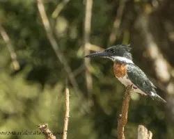 Chloroceryle amazona