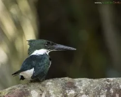 Chloroceryle amazona