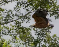 Busarellus nigricollis