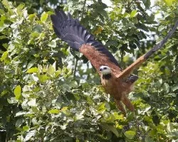 Busarellus nigricollis