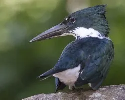 Chloroceryle americana