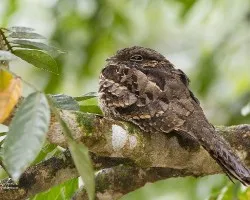 Nyctidromus albicollis