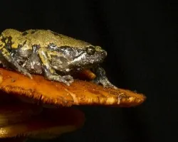 Hypopachus variolosus