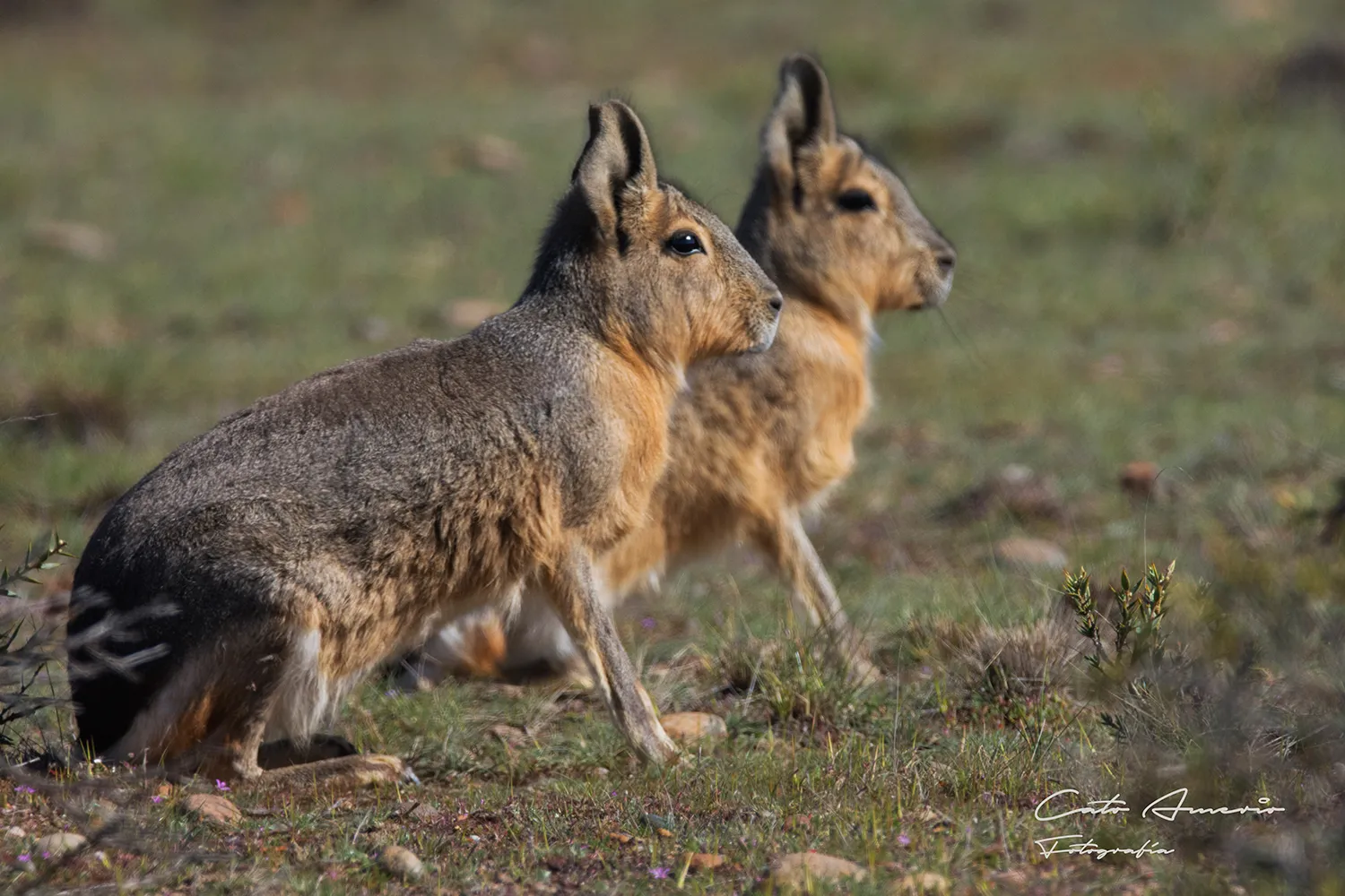 Caleta Valdés, Península Valdés, Chubut
