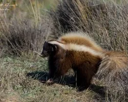 Conepatus humboldtii