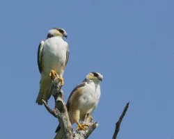 Gampsonyx swainsonii