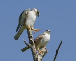 Gampsonyx swainsonii