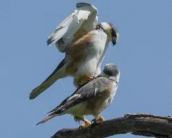 Gampsonyx swainsonii