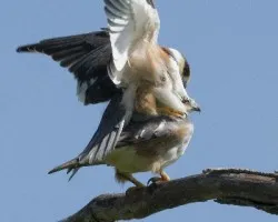 Gampsonyx swainsonii