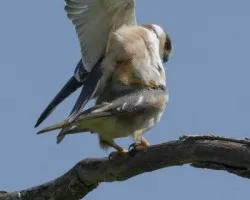 Gampsonyx swainsonii