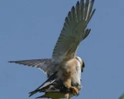 Gampsonyx swainsonii