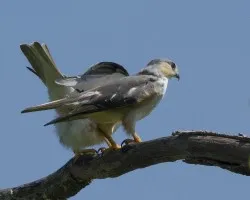 Gampsonyx swainsonii