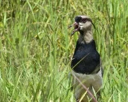 Vanellus chilensis