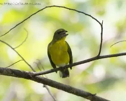 Euphonia hirundinacea