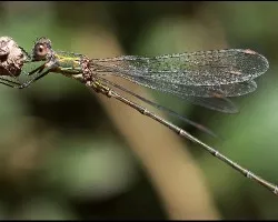 Caballito del diablo