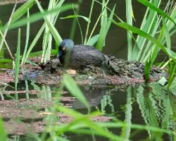 Tachybaptus dominicus