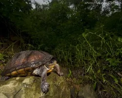 Kinosternon scorpioides