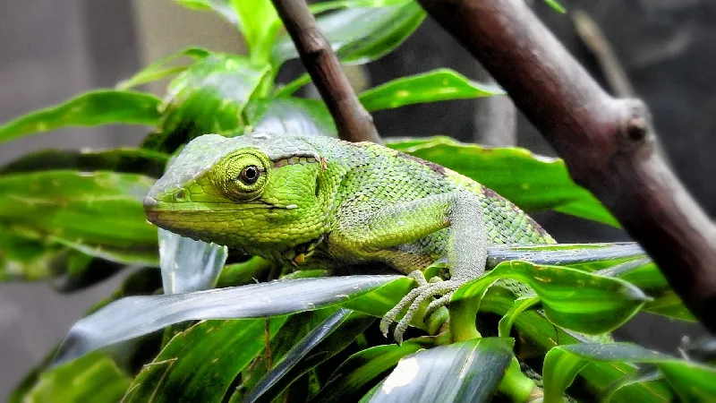 Santa Elena Antioquia Colombia