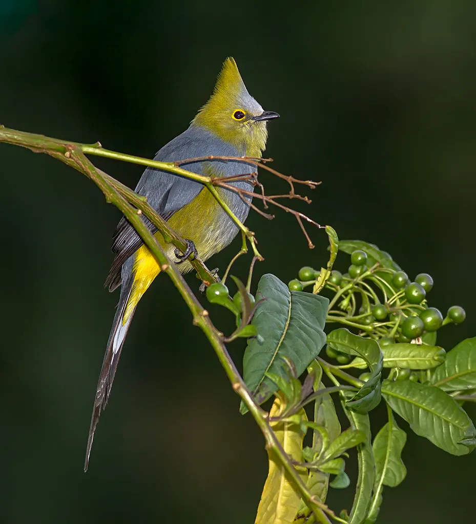 Cerro La Muerte, Hotel Paraiso Del Quetzal