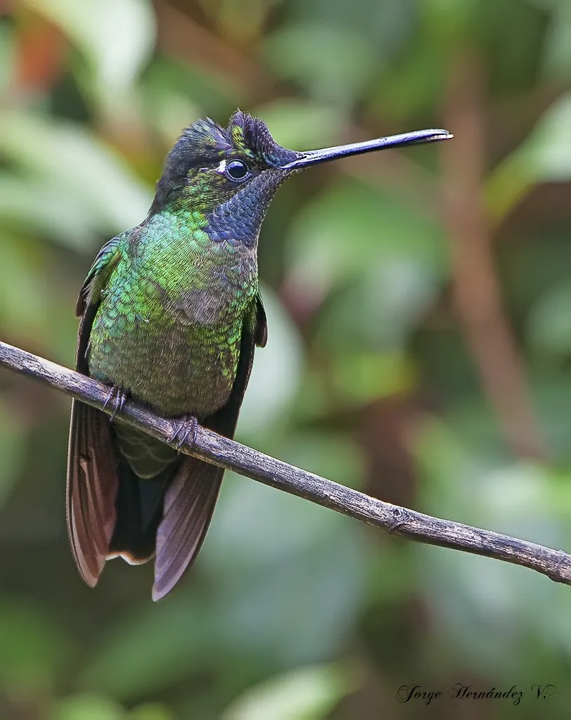 Vara Blanca, Heredia
