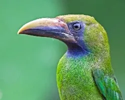 Aulacorhynchus prasinus