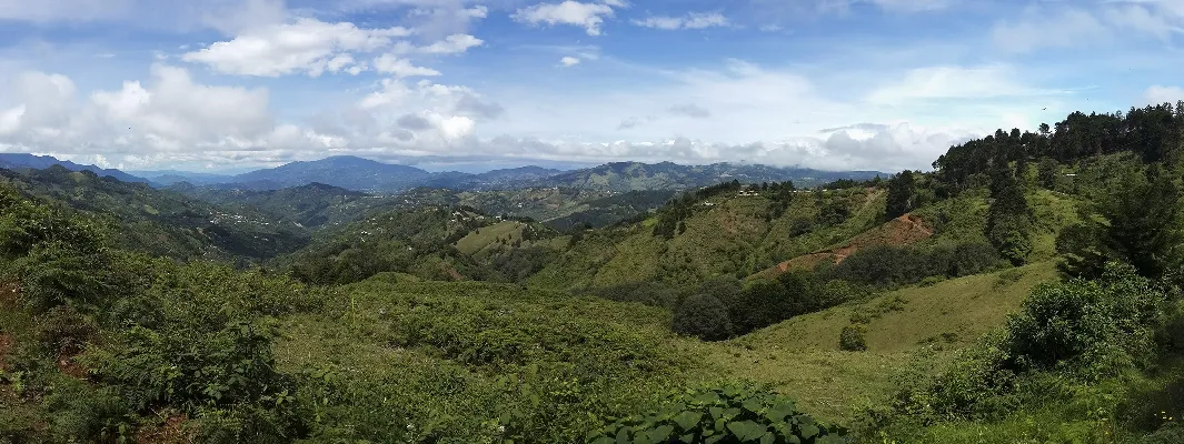 Panorámica de cedral de león cortes