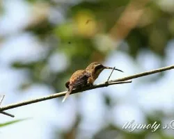 Phaethornis striigularis