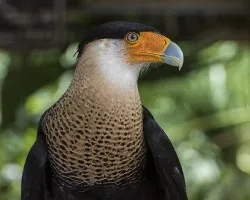 Caracara cheriway