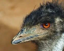 Emu