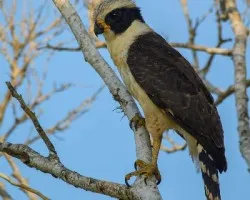 Herpetotheres cachinnans