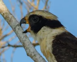 Herpetotheres cachinnans