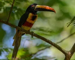Pteroglossus frantzii