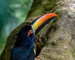 Pteroglossus frantzii