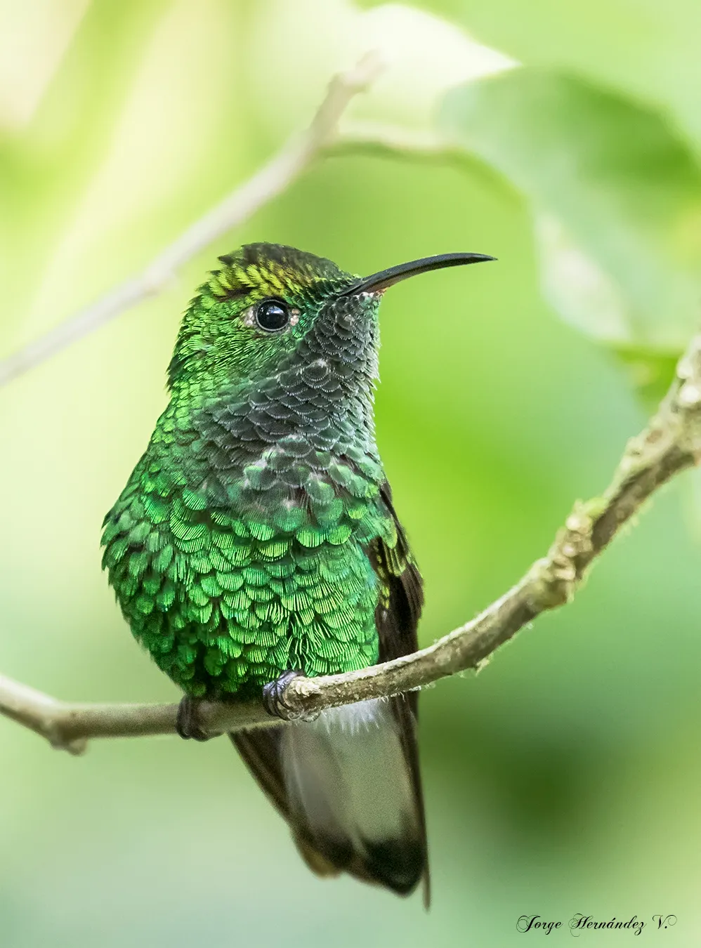 Vara Blanca, Heredia