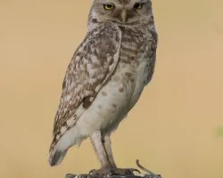 Athene cunicularia