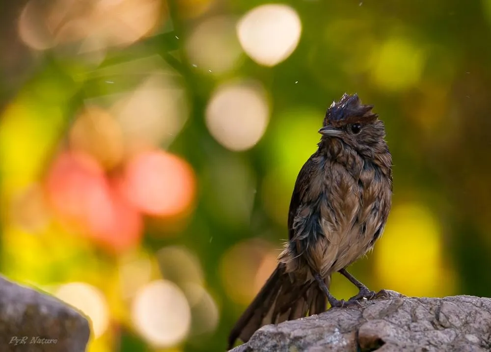 Sur De España, Cadiz
