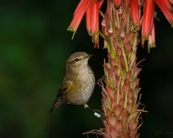 Mosquitero comun o suito. phylloscopus trochilus