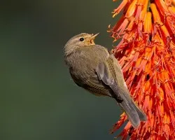 Mosquitero comun o suito.