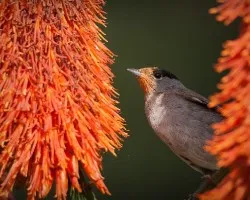 Sylvia melanocephala. curruca cabecinegra