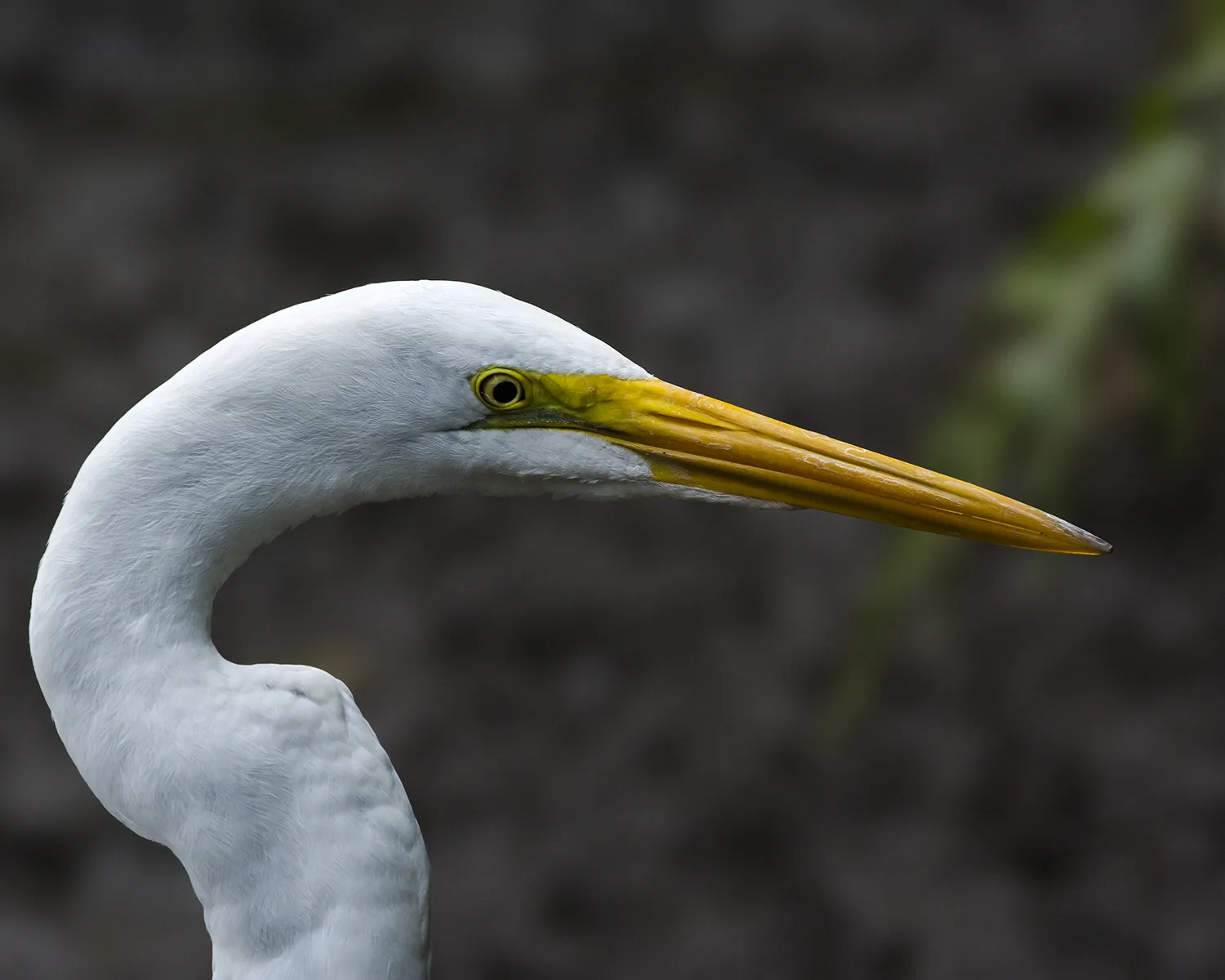 La Unión De Guápiles