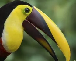 Ramphastos ambiguus
