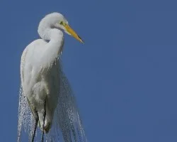 Ardea alba