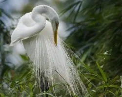 Ardea alba