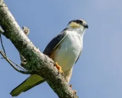 Gampsonyx swainsonii