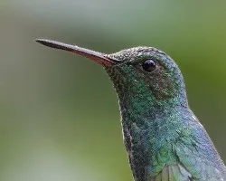 Amazilia saucerottei